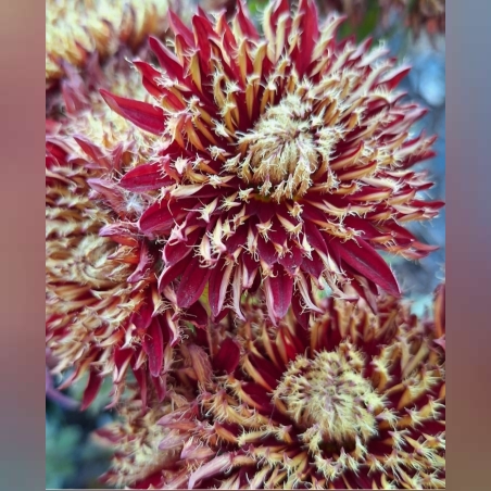 Високостеблена хризантема Tarantula (Grandiflorum Tarantula)