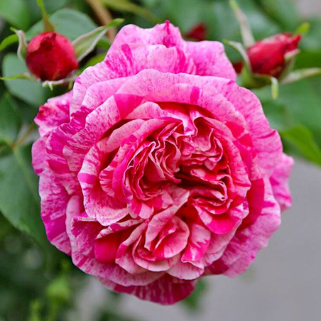 INES SASTRE® Meiteratol