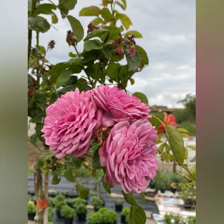 Щамбова роза - розова кичеста