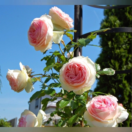 EDEN ROSE® Meiviolin/ GPT. EDEN ROSE Pierre De Ronsard ®