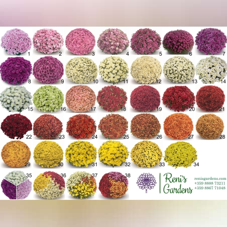 Кълбовидни хризантеми