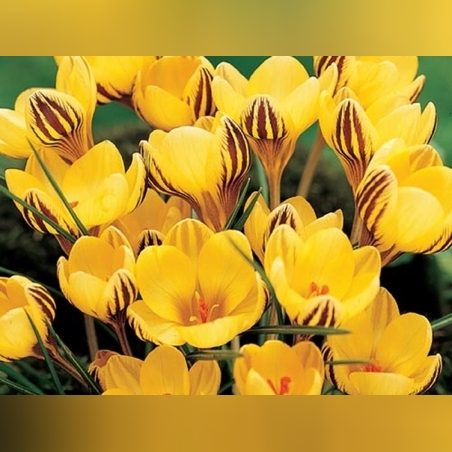 Минзухар Fuscotinctus