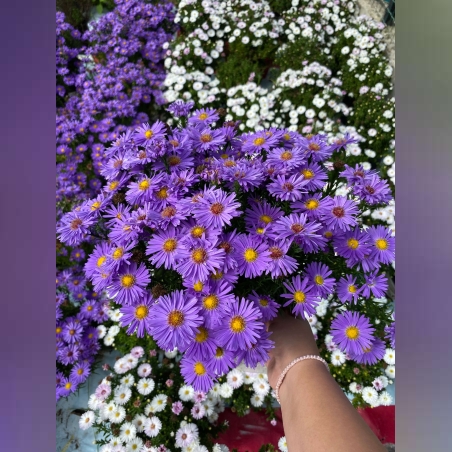 Кълбовидна астра