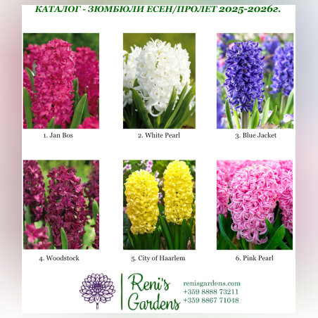 Луковици - Зюмбюли