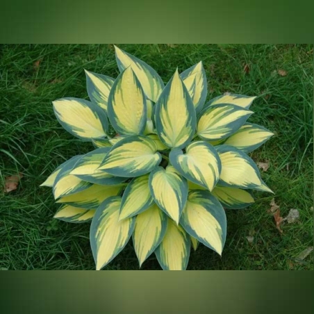 Хоста /Hosta/ - Hosta Remember Me