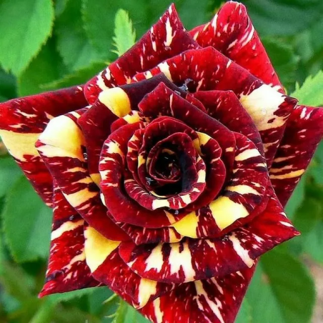 Щамбова роза - Абракадабра