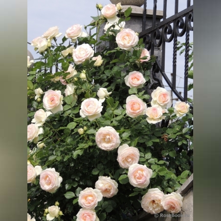 Palais Royal - White Eden Rose®