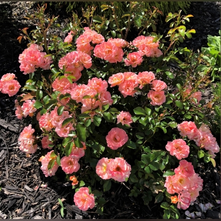 Peach DRIFT® Meiggili