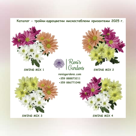 Едроцветни нискостеблени хризантеми - тройки