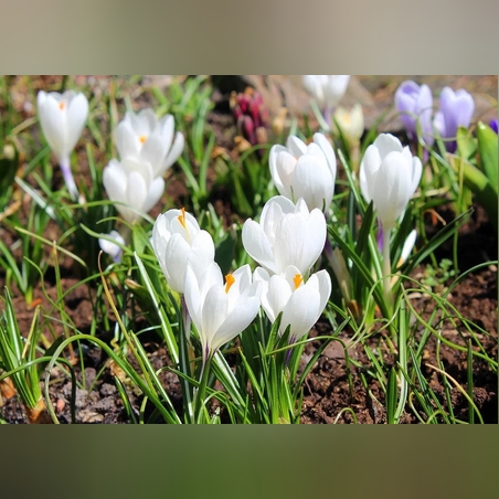 Минзухар Miss Vain