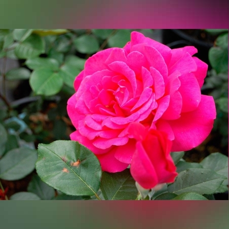 VELASQUEZ® / Sexy PERFUMELLA® Meimirtylus