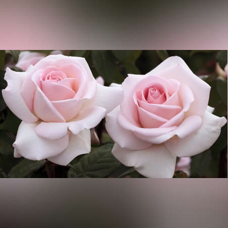 PRINCE JARDINIER® / FRANCIS MEILLAND™ Meitroni