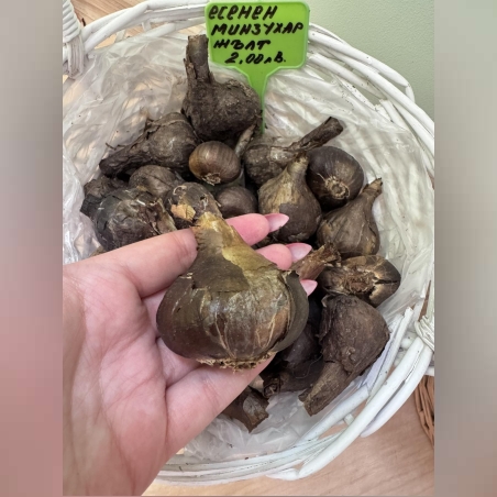 Жълт есенен минзухар - луковици