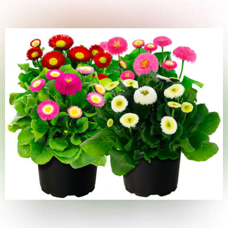 Парички - маргаритки