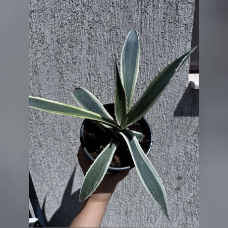 Столетник (Agave americana 'Variegata')