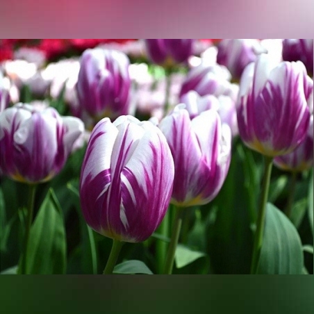 Лале Flaming Flag