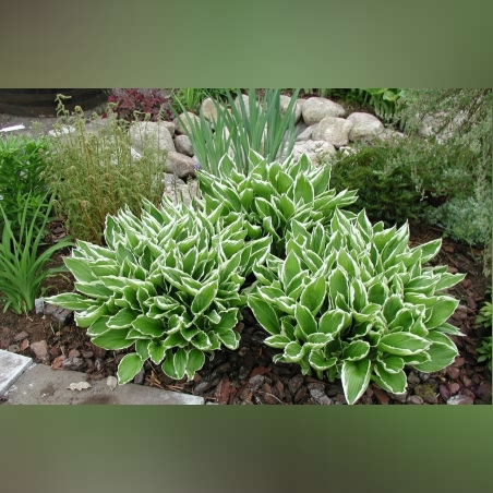 Хоста /Hosta/ - Hosta Albomarginata