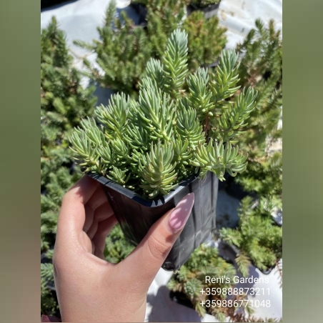 Седум рефлексум (Sedum reflexum)