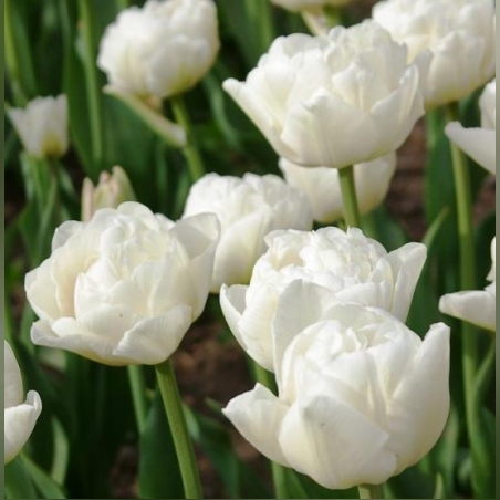 Лале White Heart