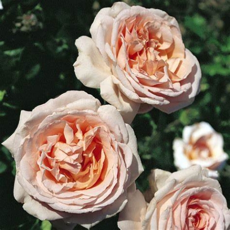 ANDRE LE NOTRE® Meiceppus