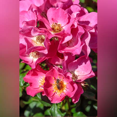 FRIENDLY ® Purple Meicosme