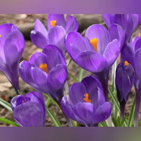 Минзухар Flower Record