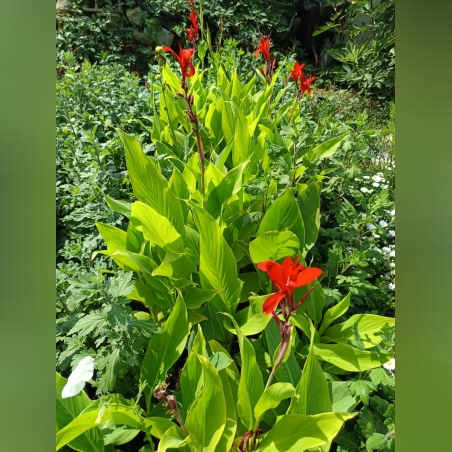 Кана индика (Canna Indica)
