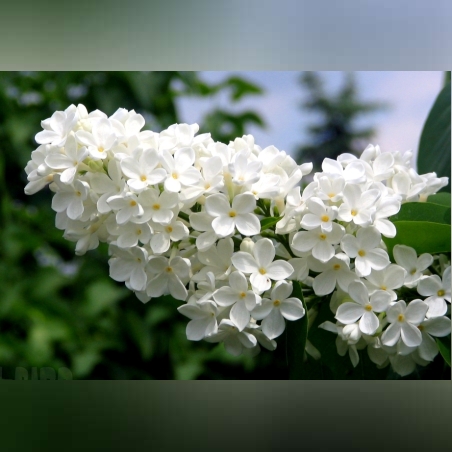 Люляк (Syringa)
