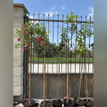 Плачещи рози