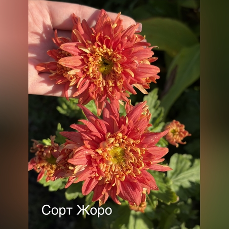 Бългрски хризантеми - различни сортове