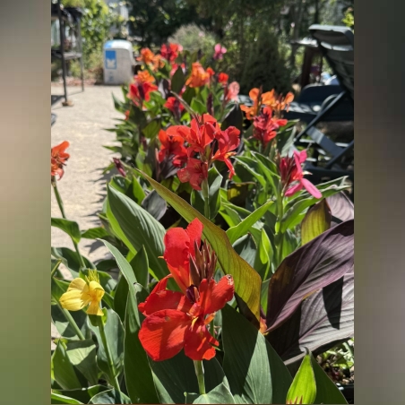 Кана / Canna CANNOVA