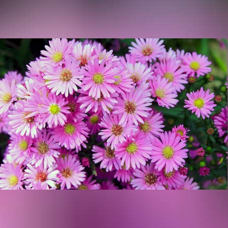 Алпийска астра /Aster alpinus/ - Pink