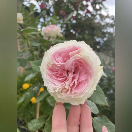 Щамбова роза - Райска роза