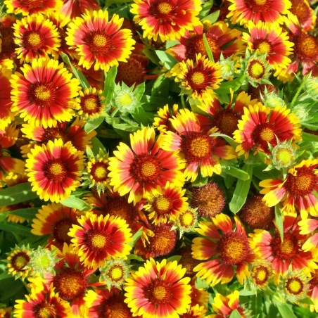 Гайлардия /Gaillardia/