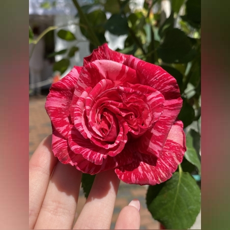 Щамбова раза - Розов спрей