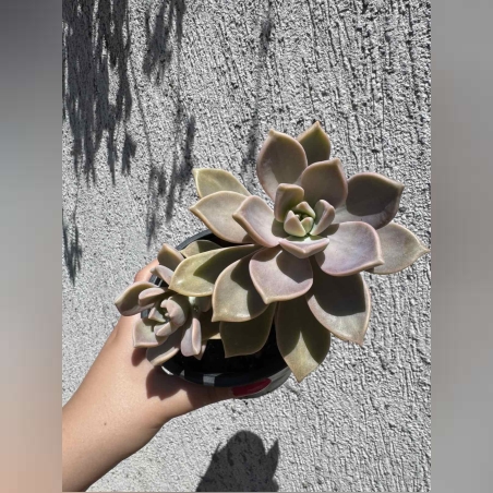 Сукулент Graptopetalum paraguayense - голям