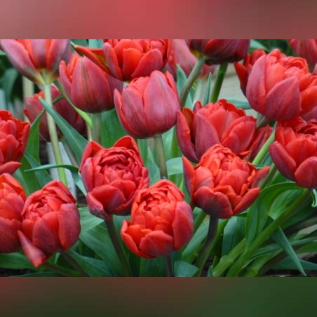 Лале Red Princess