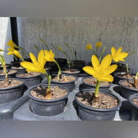 Жълт есенен минзухар в саксия