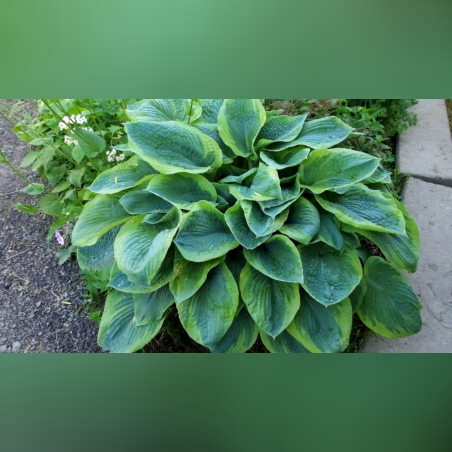 Хоста /Hosta/ - Christmas Tree