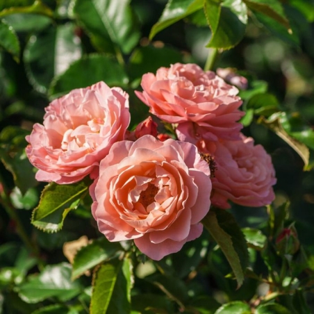 MARIE CURIE® Meilomit