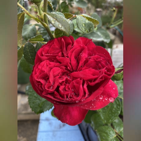 Gpt Red Eden Rose® (Eric Tabarly®)