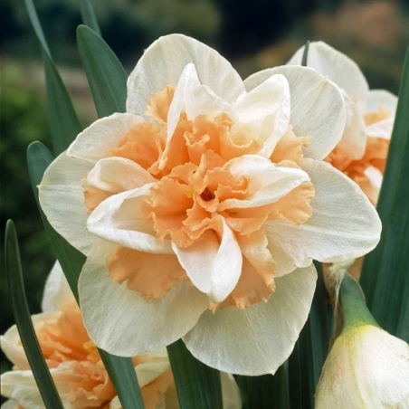 Нарцис Delnashaugh