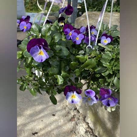 Каскадни теменужки - кошнички