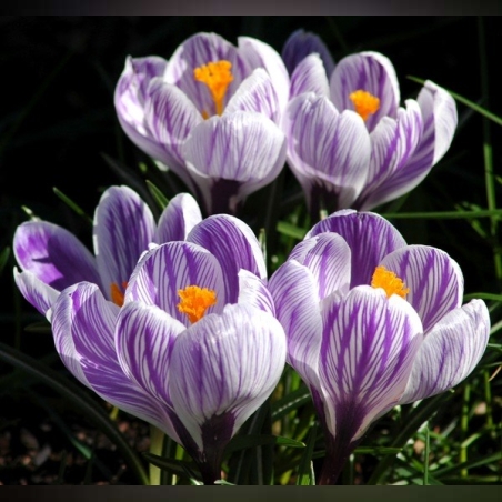 Минзухар King of The Striped