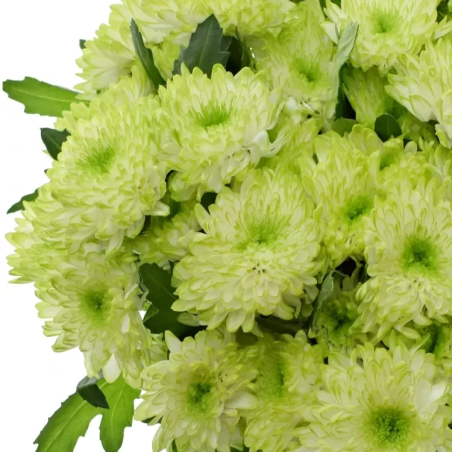 Високостеблена хризантема Zembla Lime