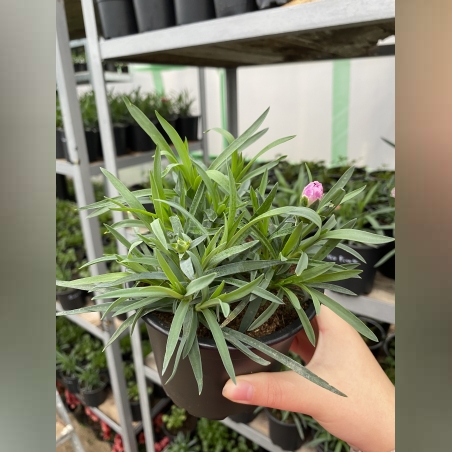 Ароматни карамфили - тройки