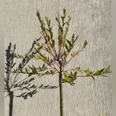 Японска пъстролистна върба - salix integra hakuro nishiki