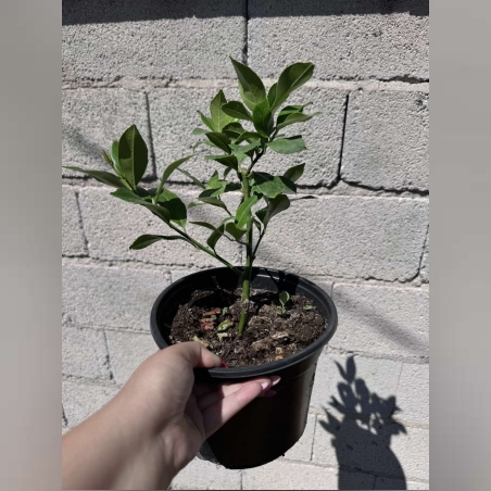 Лимони дръвчета