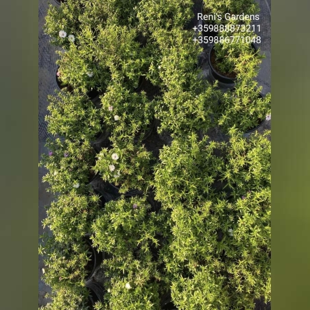 Кълбовидна астра - микс