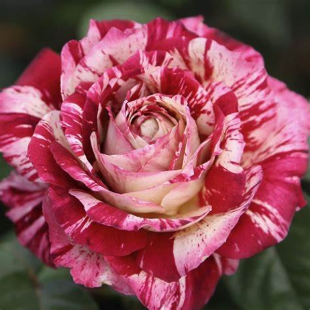 JULIO IGLESIAS® Meistemon